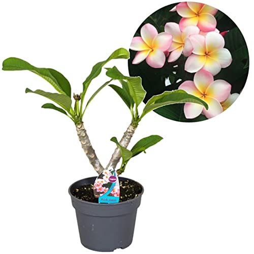 Plant In A Box - Plumeria Hawaiana - Frangipani - Vaso 17Cm - Altezza 45-55Cm - Pianta Da Appartamento Fiorita - Pianta Tropicale