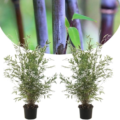 Plant In A Box - Fargesia Nitida 'Gansu' - Set Di 2 - Bambù Viola Scuro - Vaso 17Cm - Altezza 50-70Cm - Non Invasiva - Sempreverde Resistente