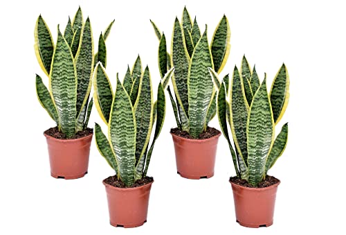 Plant In A Box - Sansevieria Trifasciata 'Futura Superba' - Set Di 4 - Vaso 12Cm - Altezza 35-40Cm