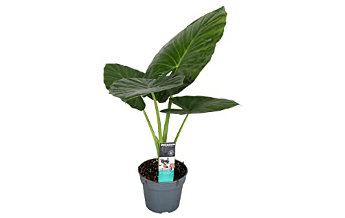 Plant In A Box - Alocasia Odora - Bellissima Pianta Verde Da Appartamento - Vaso 17Cm - Altezza 55-75Cm