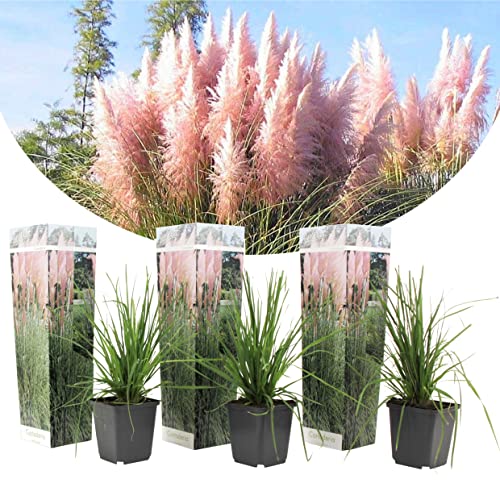 Plant In A Box - Erba Pampa Rosa - Set Di 3 - Cortaderia Selloana - Vaso 9Cm - Altezza 25-40Cm
