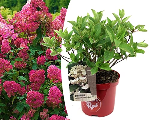 Plant In A Box - Ortensia Paniculata Wim'S Red - Ortensia - Resistente All'Inverno - Arbusto - Pianta Da Giardino - Vaso 19Cm - Altezza 25-40Cm