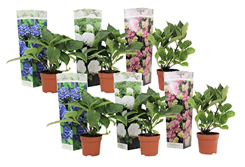 Plant In A Box - Mix Di 6 Hydrangea Macroph. - Miscela Di Ortensie - Vaso 9Cm - Altezza 25-40Cm