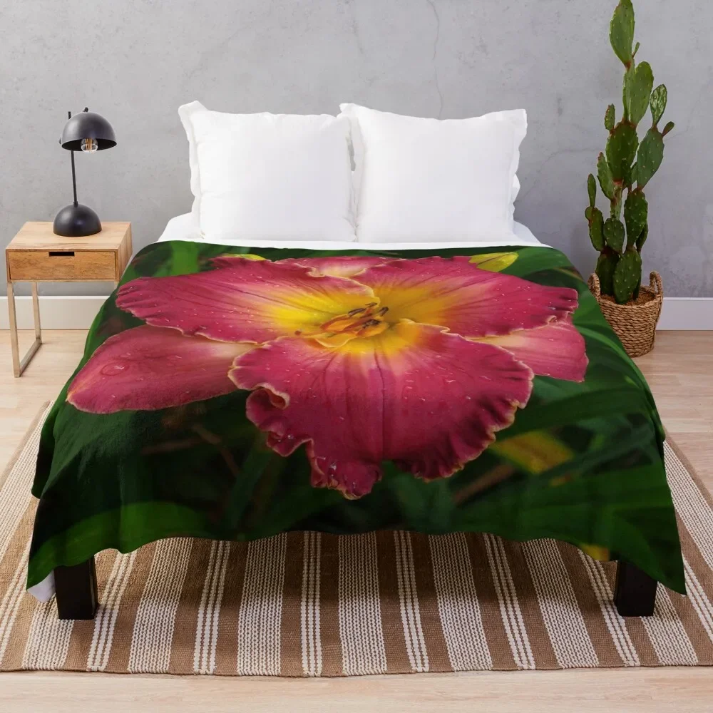 Sis Boom Bah Daylily!