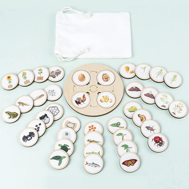 Life Cycle Board Kit Montessori Biologia Scienza Educazione Giocattoli Per Bambini Vassoio Sensoriale Figura Animale Ciclo Di Vita Ordinamento Giocatt
