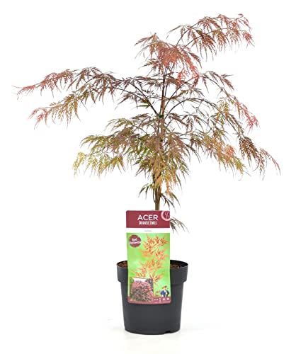 Plant In A Box - Acer Palmatum 'Garnet' - Acero Giapponese Resistente All'Inverno - Vaso 19Cm - Altezza 60-70Cm