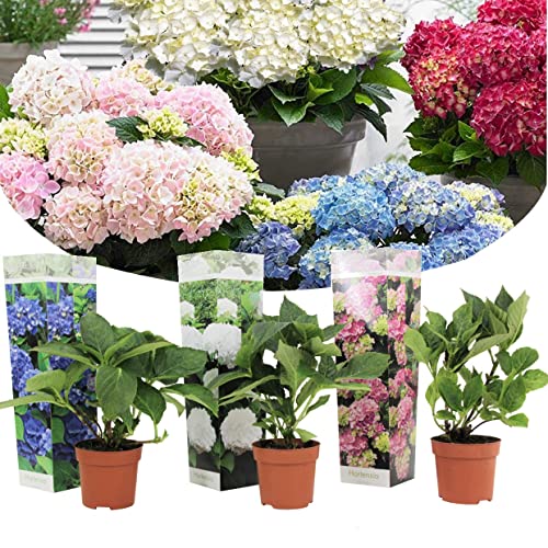 Plant In A Box - Mix Di 3 Hydrangea Macroph. - Miscela Di Ortensie - Vaso 9Cm - Altezza 25-40Cm