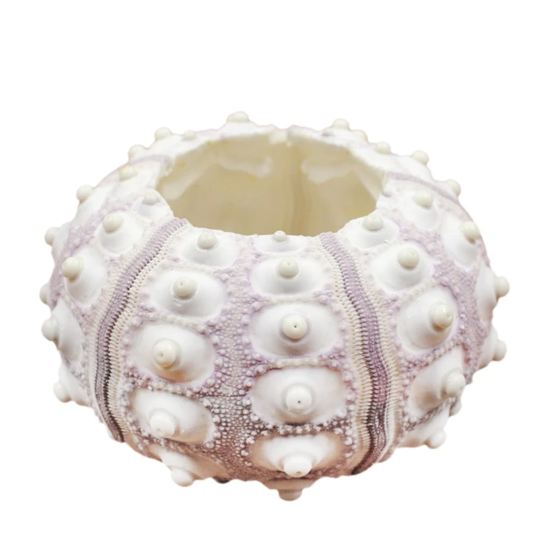 2024 New Air Plants Sea Urchin Tabletop Tillandsia Holder Decorazioni Da Giardinaggio In Miniatura