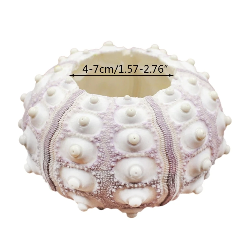 50Jc Air Plants Sea Urchin Supporto Da Tavolo Per Tillandsia Decorazioni Da Giardinaggio In Miniatura