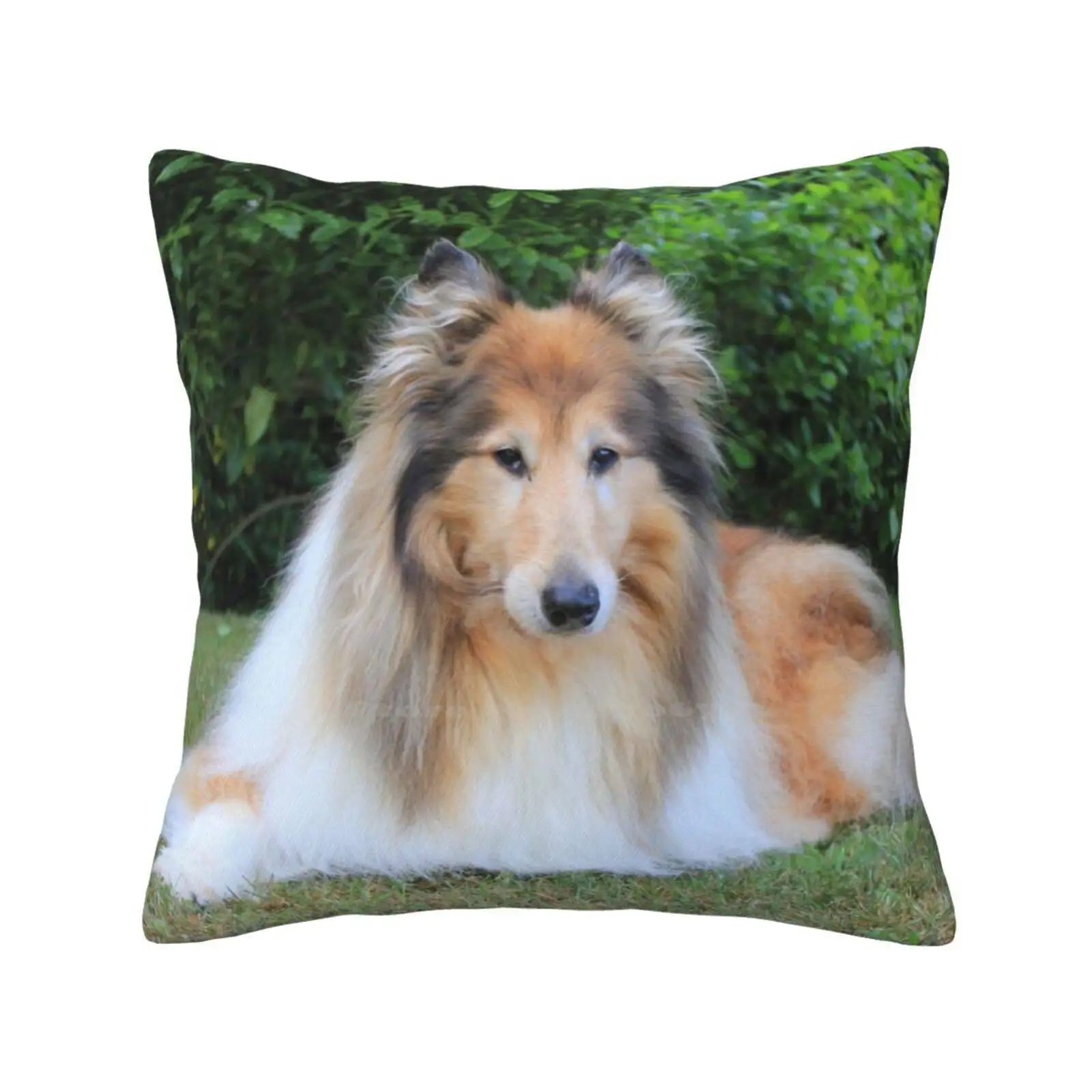 Sable Rough Collie Fashion Sofa Throw Pillow Cover Federa Cani Rough Collies Sable Lassie Scotch Collie Canine Portrait