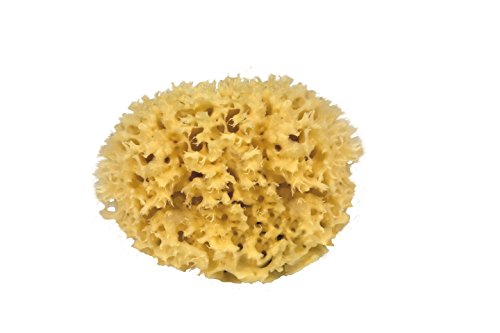 Croll & Denecke M140 - Spugna Naturale Dal Mar Mediterraneo, Qualità Media, 14 Cm