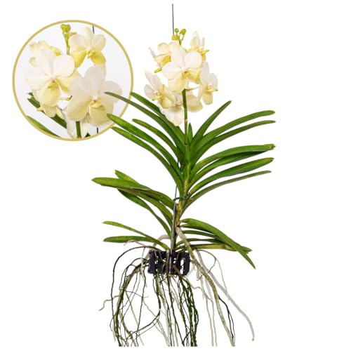 Plant In A Box - Vanda 'Tayanee Bianco' - Orchidea Tropicale - Bella Miscela Di Colori - Orchidea In Fiore - Altezza 45-55Cm
