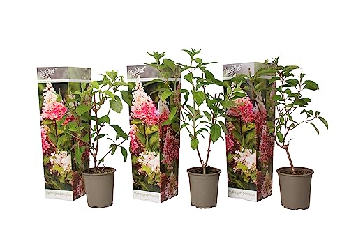 Plant In A Box - Ortensia Hydrangea Paniculata 'Pink Lady'- Ortensia Plume - Set Di 3 - Perfetta Per Il Giardino! - Vaso 9Cm - Altezza 25-40Cm