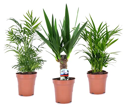 Plant In A Box - Set Di 3 Mini Palme Per Interni - Vaso 12Cm - Altezza 25-40Cm - Piante Da Interno - Palma - Yucca - Areca - Chamaedorea