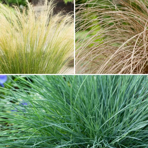 Plant In A Box - Confezione Di 6 Piante Ornamentali - Stipa, Festuca E Carex - Vaso 10,5 Cm - Altezza 15-25 Cm