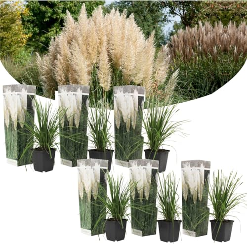 Plant In A Box - Erba Pampa Bianca - Set Di 6 - Cortaderia Selloana - Vaso 9Cm - Altezza 25-40Cm
