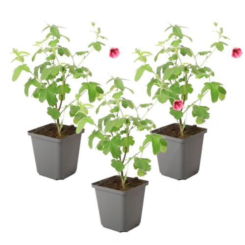 Plant In A Box - Anisodontea Capensis - Malva Del Capo – Set Di 3 - Rosa/Viola – Pianta Da Giardino Fiorita – ⌀9 Cm – Altezza 25-40 Cm