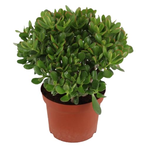 Plant In A Box - Crassula Ovata 'Minor' L - Pianta Da Appartamento - Succulenta - ⌀ 23 Cm - Altezza 45-50 Cm