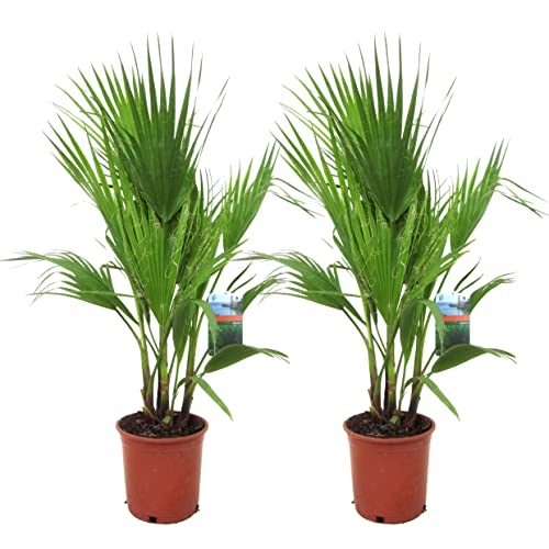 Plant In A Box - Washingtonia Robusta - Set Di 2 - Palma Messicana - Vaso 15Cm - Altezza 70-90Cm