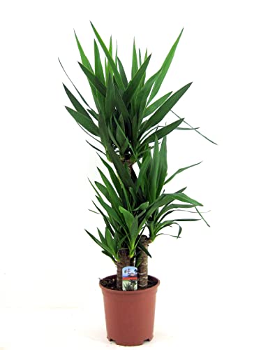 Plant In A Box - Yucca Elephantipes - Pianta D'Appartamento - Vaso 21Cm - Altezza 70-80Cm