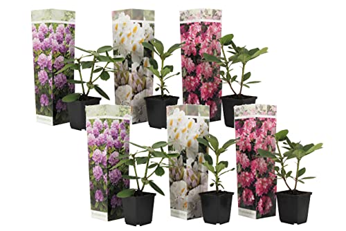 Plant In A Box - Rododendro - 6 Mix - Rododendron - Vaso 9Cm - Altezza 25-40Cm