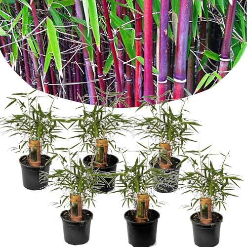 Plant In A Box - Fargesia Scabrida 'Asian Wonder' - Set Di 6 - Bambù Rosso - Vaso 13Cm - Sempreverde - Resistente All'Inverno - Altezza 25-40Cm