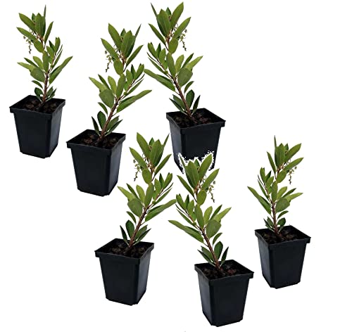 Plant In A Box - Arbutus Unedo - Pianta Di Corbezzolo - Set Di 6 - Vaso 9Cm - Altezza 25-40Cm