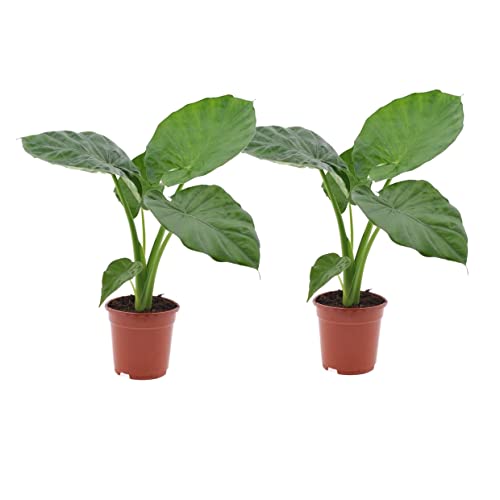 Plant In A Box - Alocasia Macrorrhizos - Orecchio Di Elefante - Set Di 2 - Vaso 17Cm - Altezza 60-70Cm