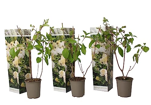 Plant In A Box - Ortensia Hydrangea Paniculata 'Phantom'- Ortensia Plume - Set Di 3 - Perfetta Per Il Giardino! - Vaso 9Cm - Altezza 25-40Cm