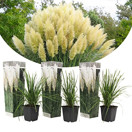 Plant In A Box - Erba Pampa Bianca - Set Di 3 - Cortaderia Selloana - Vaso 9Cm - Altezza 25-40Cm