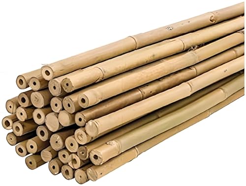 Plantawa Canne Di Bambù 60 Cm Confezione 25 Unità Ø 6-8 Mm | Paletti Per Piante Di Pomodoro, Ortaggi E Alberi | Paletti Per Piante Di Varie Dimensioni