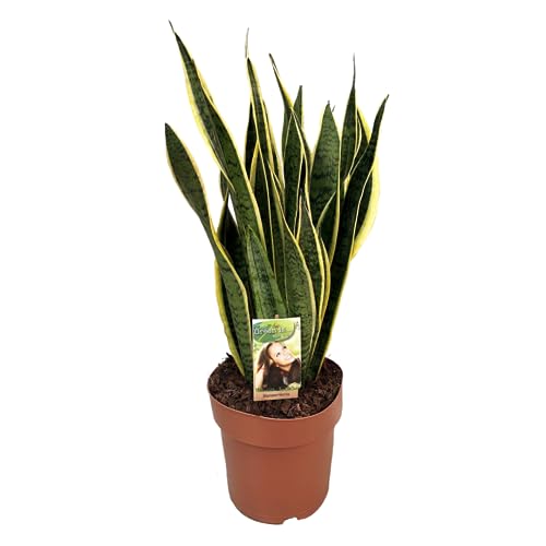 Plant In A Box - Sansevieria Laurentii 'Lingua Di Suocera' - Vaso 21Cm - Altezza 65-75Cm