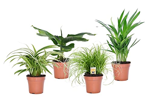 Plant In A Box - Miscela Di 4 Piante D'Appartamento Rispettose Degli Animali - Purificante Dell'Aria - Vaso 12Cm - Altezza 25-40Cm - Verde