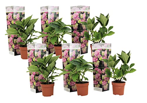 Plant In A Box - Ortensia Hydrangea Macrophylla Rosa - Set Di 6 - Rosa D'Ortensia - Vaso 9Cm - Altezza 25-40Cm