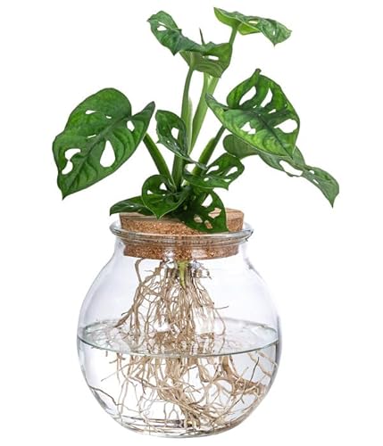 Plant In A Box - Monstera Monkey Mask In Vetro - Pianta Bucata - Idroponica - Pianta Da Interno In Acqua