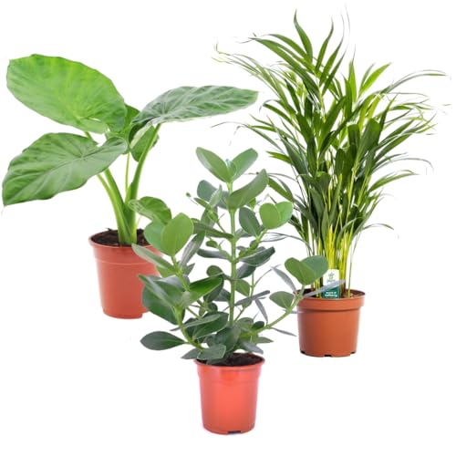 Plant In A Box - Piante D'Appartamento - Mix Di 3 - Alocasia, Clusia, Areca - Vaso 17Cm - Altezza 50-70Cm
