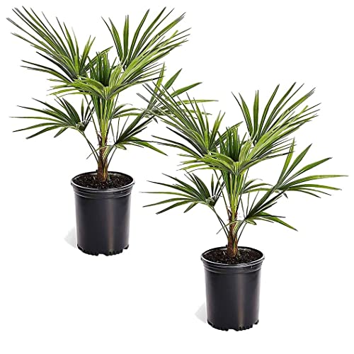 Plant In A Box - Trachycarpus Fortunei - Set Di 2 - Palma Asiatica - Palma Resistente - Palma A Ventaglio - Vaso 21Cm - Altezza 35-45Cm