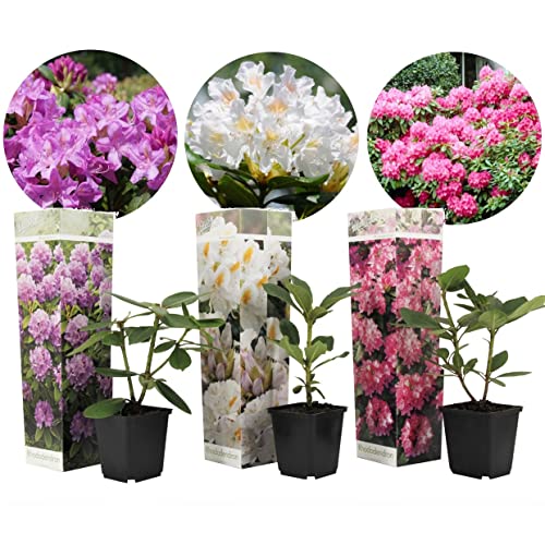 Plant In A Box - Rododendro - 3 Mix - Rododendron - Vaso 9Cm - Altezza 25-40Cm