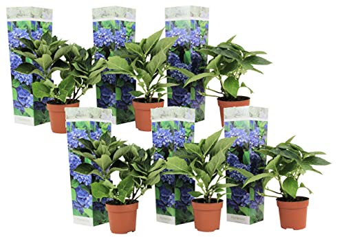 Plant In A Box - Ortensia Hydrangea Macrophylla Blu - Set Di 6 - Rosa D'Ortensia - Vaso 9Cm - Altezza 25-40Cm
