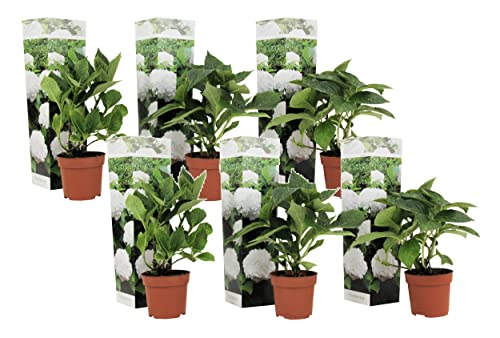 Plant In A Box - Ortensia Hydrangea Macrophylla Bianco - Set Di 6 - Rosa D'Ortensia - Vaso 9Cm - Altezza 25-40Cm