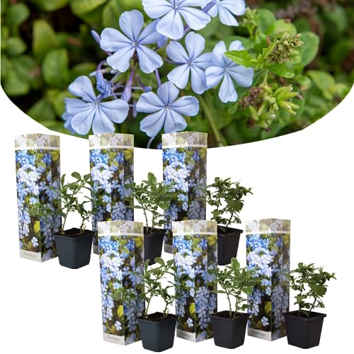 Plant In A Box - Plumbago Auriculata - Set Di 6 - 'Gelsomino Azzurro' - Pianta Di Piombo - Vaso 9Cm - Altezza 25-40Cm