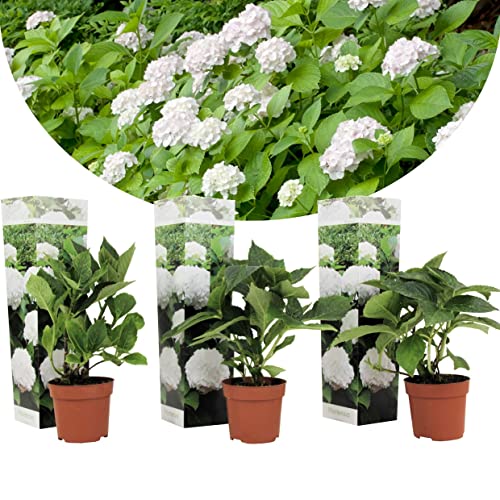 Plant In A Box - Ortensia Hydrangea Macrophylla Bianco - Set Di 3 - Rosa D'Ortensia - Vaso 9Cm - Altezza 25-40Cm