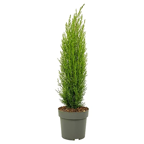 Plant In A Box - Cupressus Sempervirens - Cipresso Toscano - Vaso 19Cm - Altezza 70-80Cm