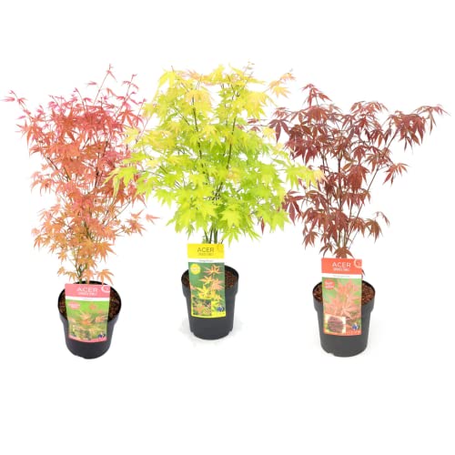 Plant In A Box - Set Di 3 Aceri Giapponesi Resistenti All'Inverno - Vaso Da 19 Cm - Altezza 60-70 Cm - Acer Palmatum 'Atropurpureum', Beni Maiko' & 'O