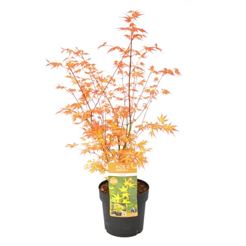 Plant In A Box - Acer Palmatum 'Katsura' - Acero Giapponese - Pianta Da Giardino - Vaso 19Cm - Altezza 60-70Cm