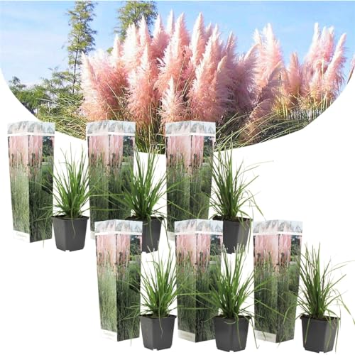 Plant In A Box - Erba Pampa Rosa - Set Di 6 - Cortaderia Selloana - Vaso 9Cm - Altezza 25-40Cm