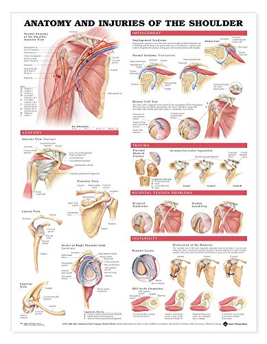 Anatomy And Injuries Of The Shoulder Chart