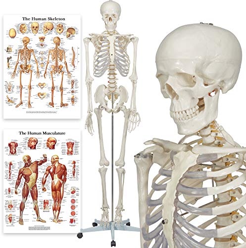 Elementary Anatomy 1021930, Modello Anatomico Di Scheletro Umano, Grandezza Naturale 175 Cm, Aule