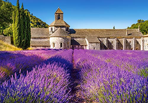 Castorland- Lavender Field In Provence,France,Puzzle 1000 Teile, Multicolore, 104284-2