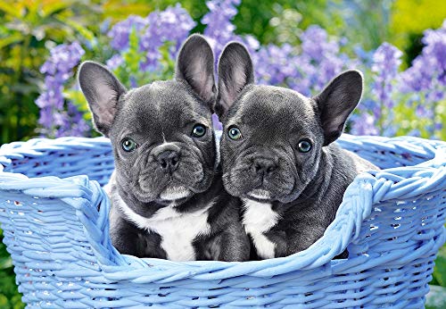 Castorland- French Bulldog Puppies,Puzzle 1000 Teile, Multicolore, 104246-2